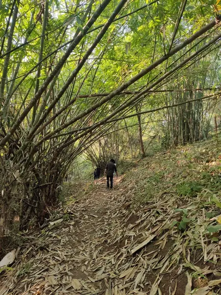 Jungle Trekking beneath a bamboo canopy